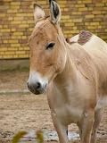Wildesel Mauspad (303)