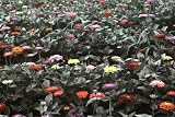 (39x55) Isack Kousnsky Black and White Meadow wth Colorful Flowers Art Print Poster