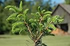 Picea Breweriana Wustemeyer - Brewers Spruce Tree - Pot Size 4