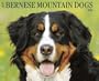 Just Bernese Mountain Dog Calendar