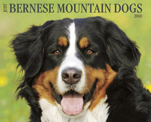 Bernese Mountain Dog 2010 Calendar (Just)