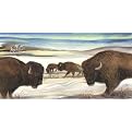 Bison in the Snow - 12 X 24"