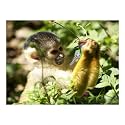 Monkey KEY Keychain Covers Identifiers Accessory Soft New