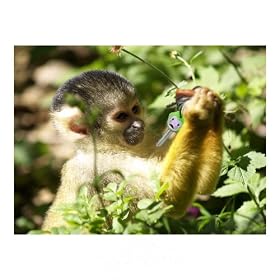 Fred MonKEYS Unlock Your Inner Chimp!