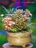 Dwarf, Exotic Japanese Bonsai Delightful Bouquet in Original Handmade Japanese Flower Pot
