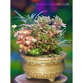 Dwarf, Exotic Japanese Bonsai Delightful Bouquet in Original Handmade Japanese Flower Pot