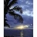 Palms Gallery Wrapped Canvas - 22x28"