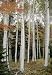 100 JAPANESE WHITE BIRCH TREE Betula Platyphylla Japonica Seeds