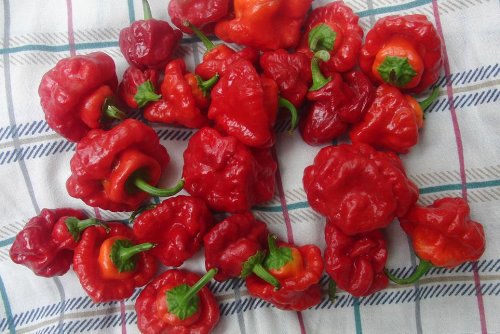 Jamaican Hot Red Scotch Bonnet Pepper- 4 Plants Jamaican Hot Red Scotch Bonnet Pepper- 4 Plants