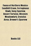 Fauna of Northern Mexico: Sandhill Crane, Ferruginous Hawk, Song Sparrow, Desert Tortoise, Western Meadowlark, Crotalus Atrox, Brewer's Sparrow-