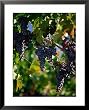 Purple Grapes Hanging on Vine, Napa Valley, California, USA Framed Art Poster Print by Stephen Saks, 25x31