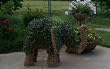 English Ivy - 2 Inch Pot