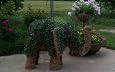 English Ivy - 2 Inch Pot