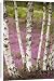 Canvas Prints of Silver birches - on heathland from Ardea Wildlife Pets