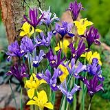Specie Iris Bulbs Mix