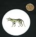 3 button / pin printed with cynocephalus, thylacinus