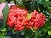 Ixora Coccinea 'Maui' Starter Live Plant 4 Inch Pot