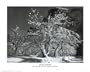 Professionally Framed Ansel Adams Snow in Apple Orchard Yosemite California Art Print Poster - 16x20 with RichAndFramous Black Wood Frame