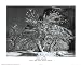 Ansel Adams Snow in Apple Orchard Yosemite Art Print Poster - 13x19
