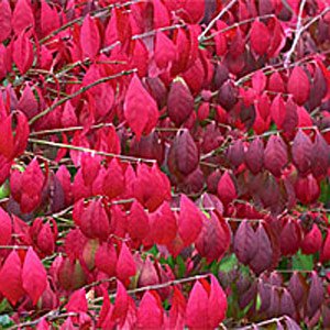 Burning Bush Shrub Seeds (Euonymus Alata)- Brilliant Red Colour