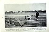 C1920 Russia Timber Wood Logs Volga River Peasant