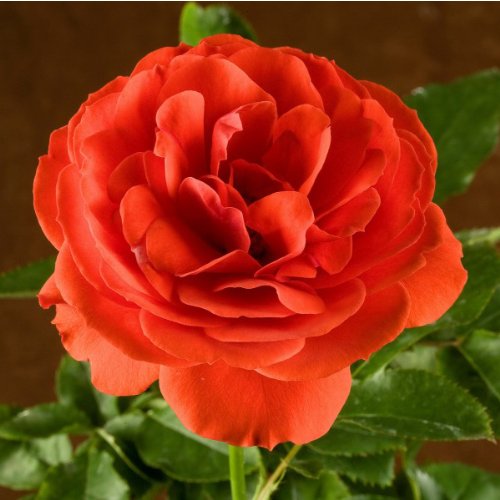 Trumpeter Rose Bush Organic Grown Orange - Scarlet Flowers 4 Inch Container - Easy To Grow Shrub Rose