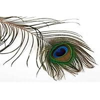 Peacock Feather - 18'W x 12'H - Peel and Stick Wall Decal by Wallmonkeys
