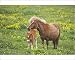 Photographic Prints of Shetland Pony - mare and foal amongst marsh marigolds from Ardea Wildlife Pets