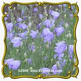 1 Oz Harebell (Campanula rotundifolia) Bulk Wildflower Seeds