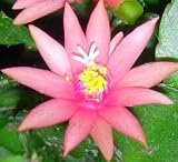 Easter Cactus Peach Cuttings
