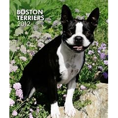 Boston Terriers 2012 Weekly Calendar