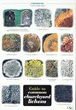 Guide to Common Churchyard Lichens