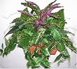 Philodendron, Fern & Peacock Mixed Greenery Arrangement