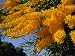 Christmas Tree, Nuytsia Floribunda, Native Flora, Western Australia, Australia Art Ph...