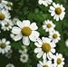 Botanical Name: Chamaemelum nobile Characteristics: A pale yellow color with a warm fruit