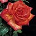 ROSE SHEILA