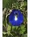 Photographic Prints of DH-3573 Butterfly Pea flower - This is the purple variety from Ardea Wildlife Pets