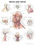 Head and Neck Anatomical Chart