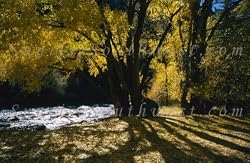 Vince Lausen Photograph
