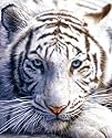 White Tiger POSTER siberian safari wild animal cute - 14" x 22"