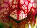Purple Pitcher Plant 50 Seeds - Carnivorous -Sarracenia