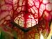 Purple Pitcher Plant 50 Seeds - Carnivorous -Sarracenia