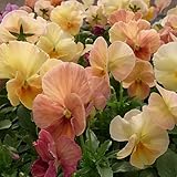 パンジー：アプリコットメルバ3～3.5号ポット 12株セット