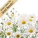 500 Seeds, Roman Chamomile (Anthemus nobilis) Packaged By Seed Needs