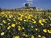 Banks of Wild Spring Flowers in the Marsala Hills, Near Marsala, Sicily, Italy Photog...