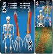 Human skeleton playing cards (English, Spanish and French Edition)