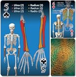 Human skeleton playing cards (English, Spanish and French Edition)