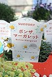 花苗　まとめ買い　サントリーフラワーズ　ボンザマーガレット　ホワイト　3ポットセット　3.5寸苗　送料込価格
