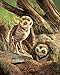 Folkmanis Burrowing Owl Hand Puppet