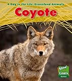 Coyote